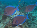 Key Largo